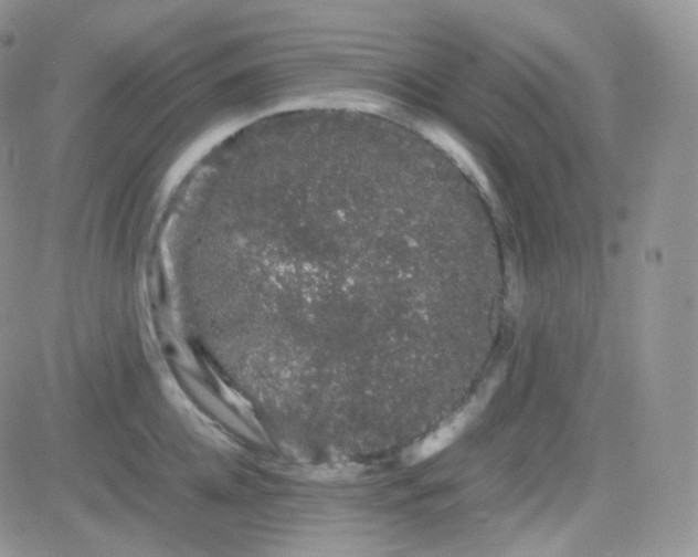 X0000081490952200701262050