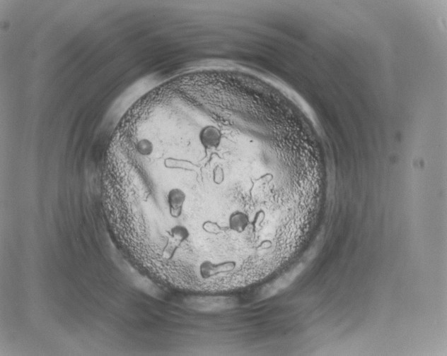 X0000081490953200701262050