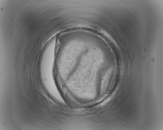 X0000081490969200701262049