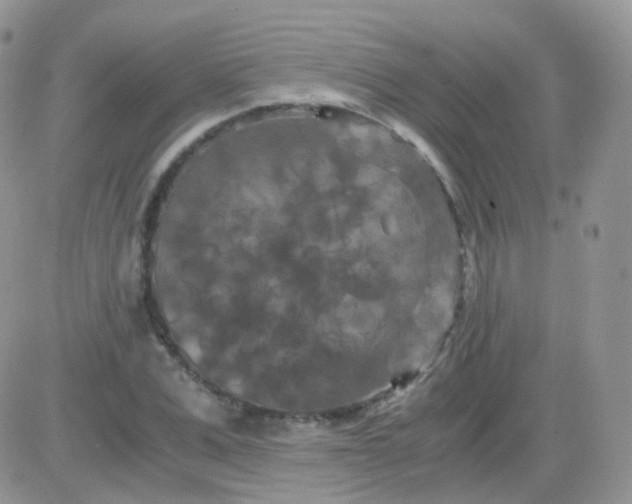 X0000081490975200701262049