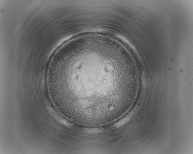 X0000081491025200701262048