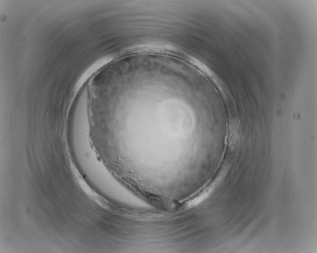 X0000081491042200701262049