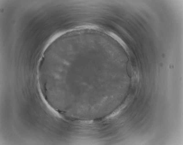 X0000081491055200701262049