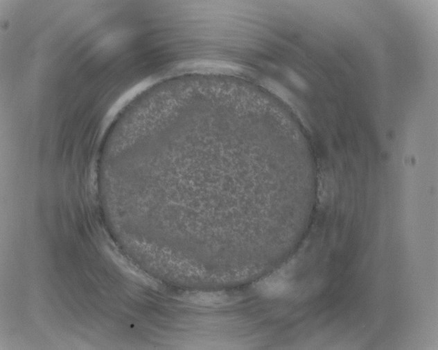 X0000081491074200701262048