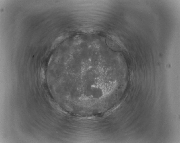 X0000081491106200701262046