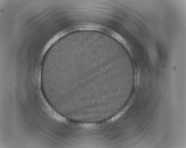 X0000081491130200701262047