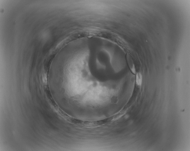 X0000081491155200701262046