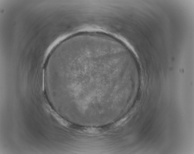 X0000081491175200701262046