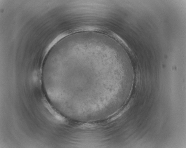 X0000081491178200701262046