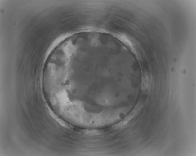 X0000081491231200701262045