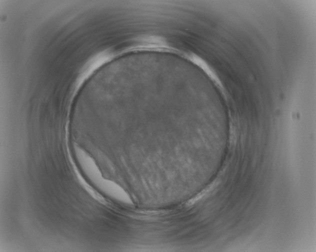 X0000081491237200701262045