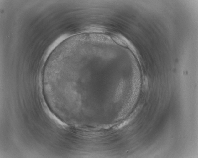 X0000081491243200701262046