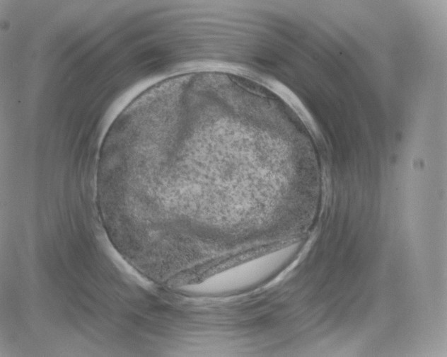 X0000081491244200701262046