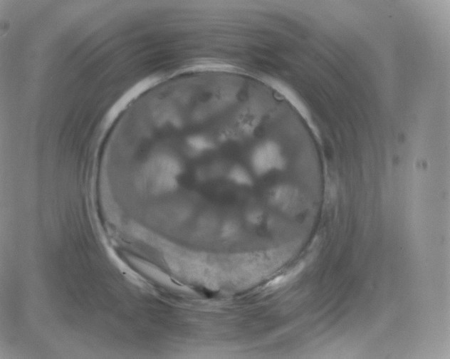 X0000081491245200701262046