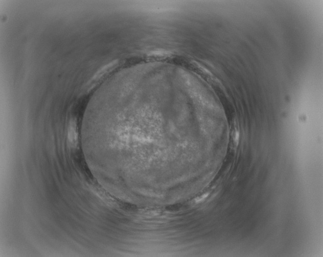 X0000081491252200701262045