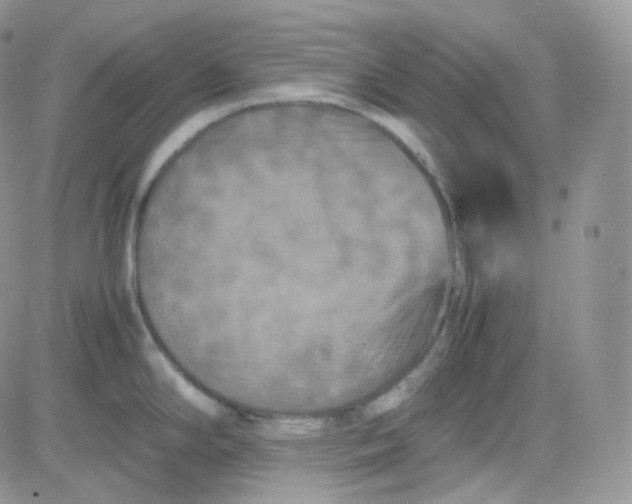 X0000081491294200701262044