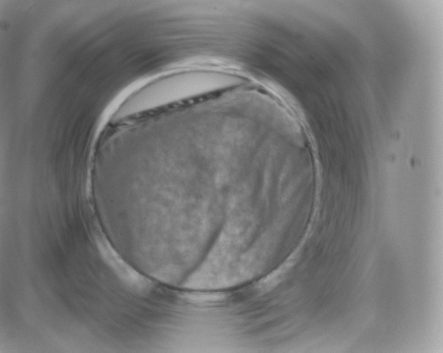 X0000081491296200701262044