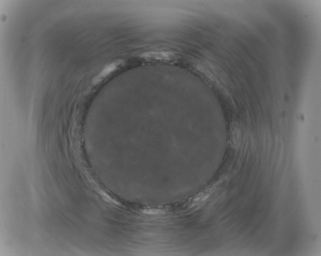 X0000081491297200701262043