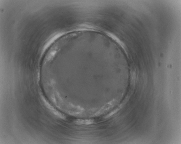 X0000081491415200701262042