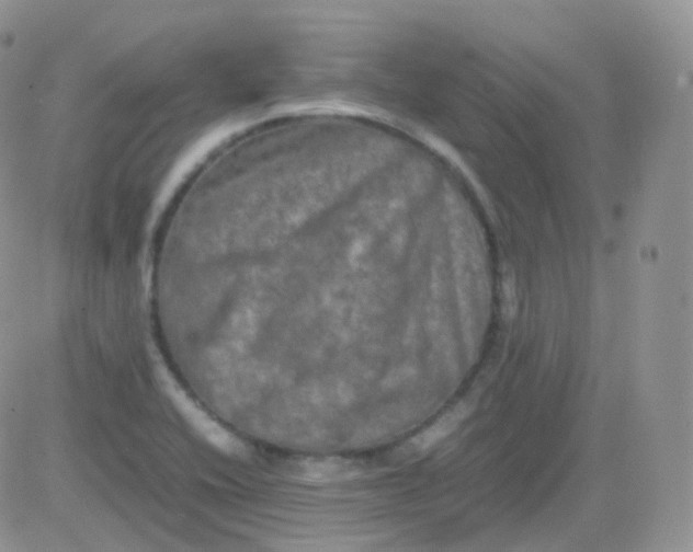 X0000081491416200701262042