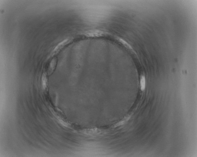 X0000081491444200701262042