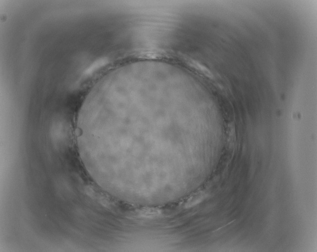 X0000081491446200701262042