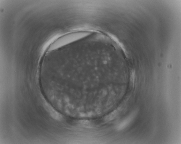 X0000081491463200701262041