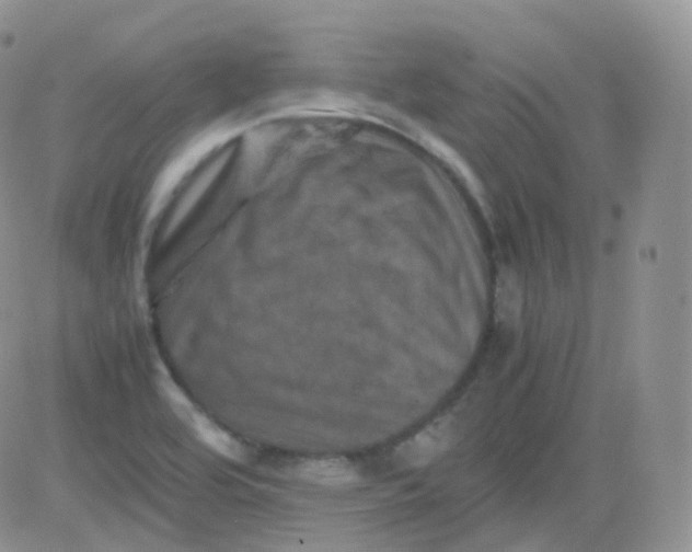 X0000081491464200701262041