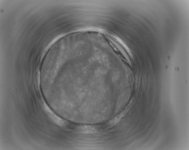 X0000081491476200701262041