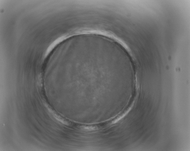 X0000081491501200701262040