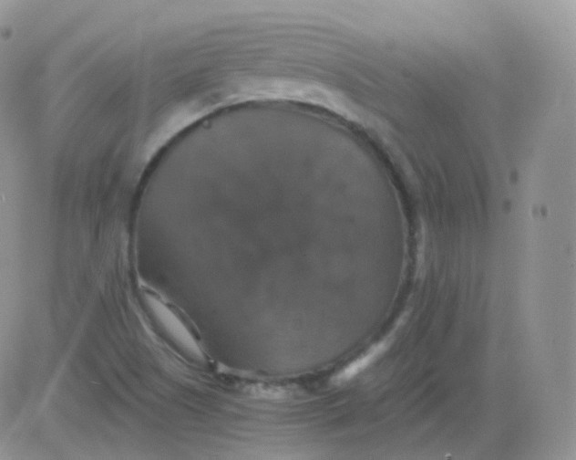 X0000081491505200701262040