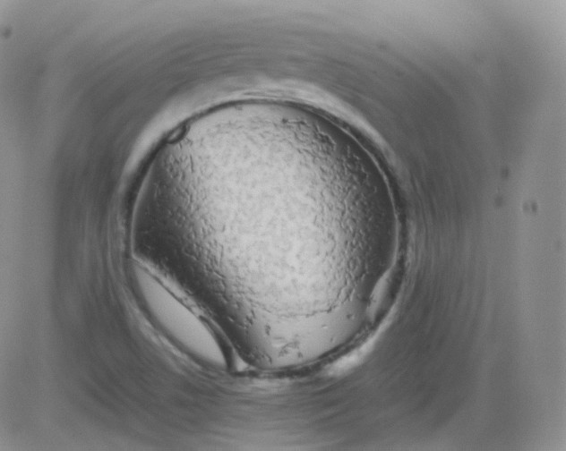 X0000081491506200701262040