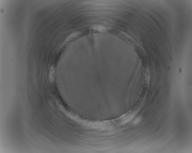 X0000081490036200702021934