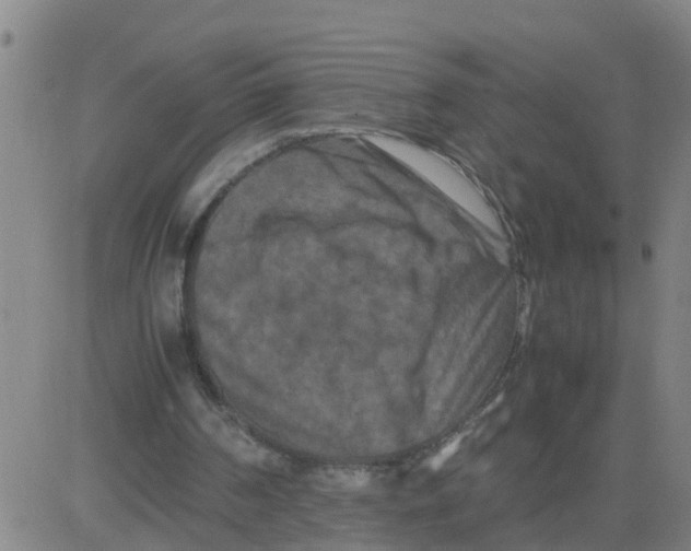 X0000081490194200702021931