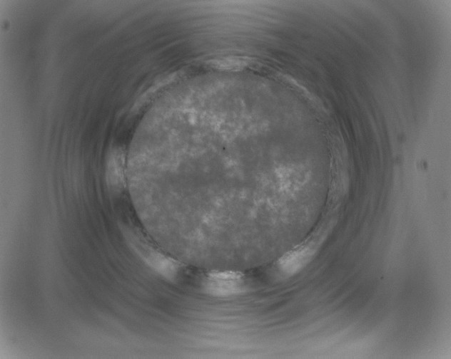 X0000081490240200702021930