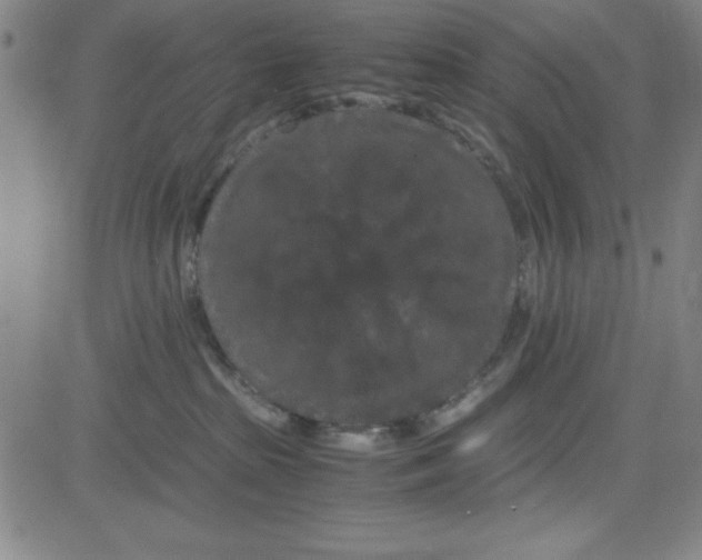 X0000081490285200702021930