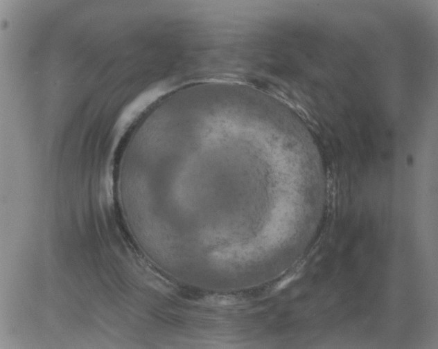 X0000081490294200702021929