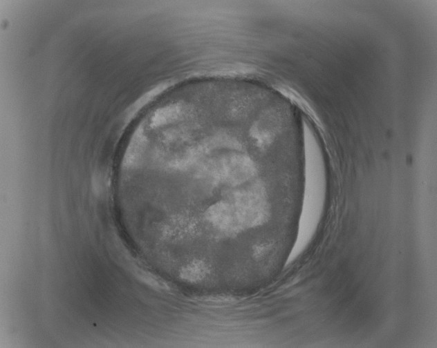 X0000081490483200702021926