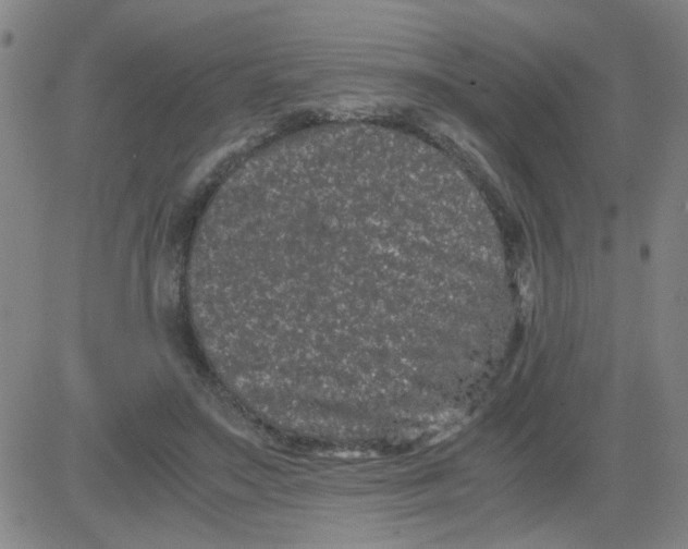 X0000081490499200702021926