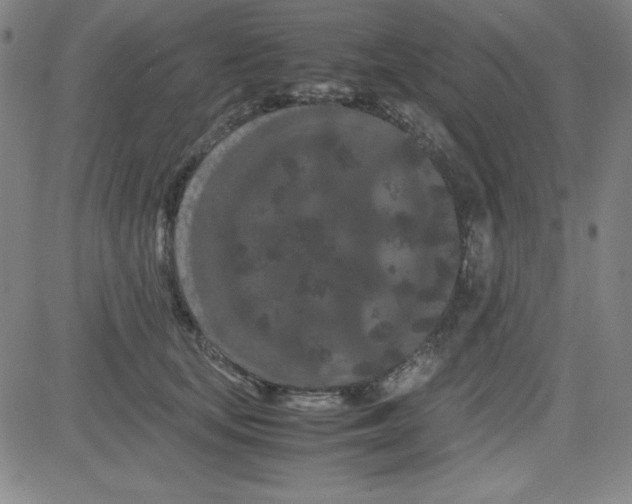 X0000081490659200702021924