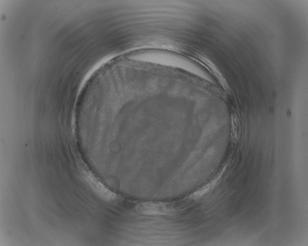 X0000081490780200702021922