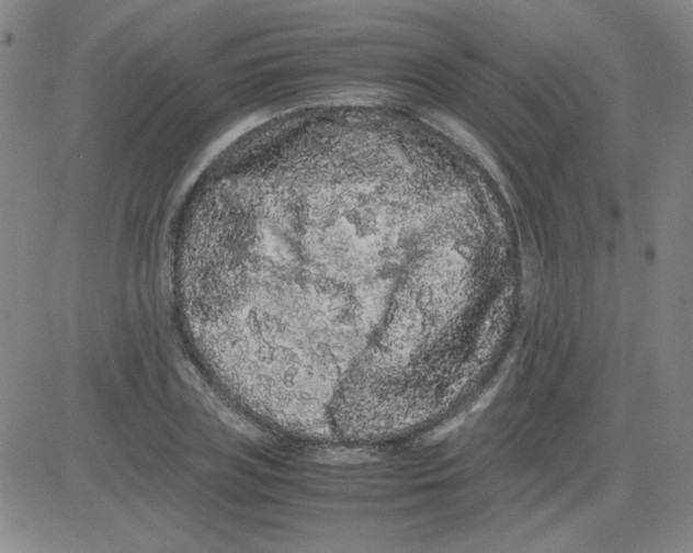 X0000081490835200702021921