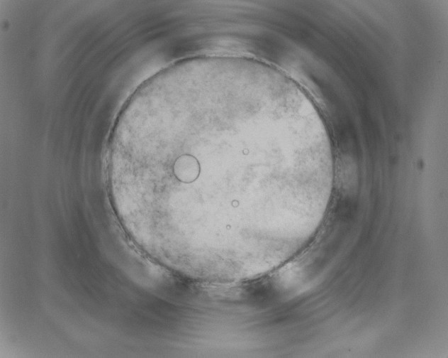 X0000081490856200702021921