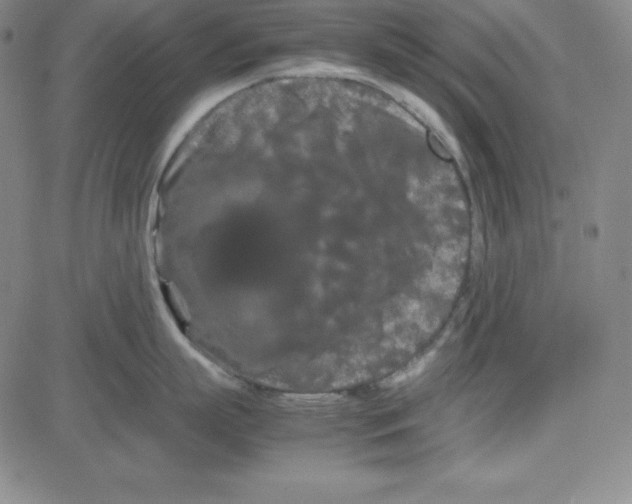 X0000081490863200702021921