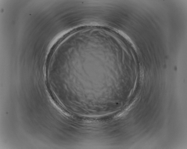 X0000081490935200702021919