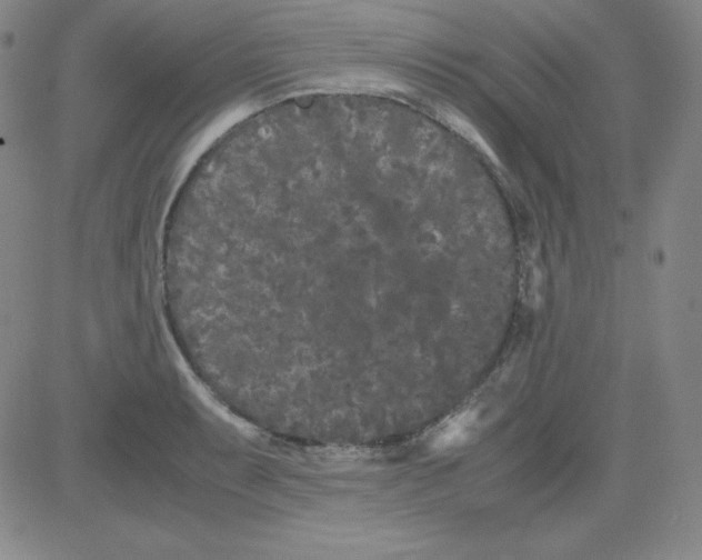 X0000081491087200702021917