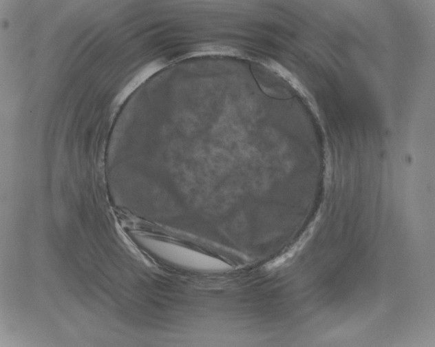 X0000081491137200702021916