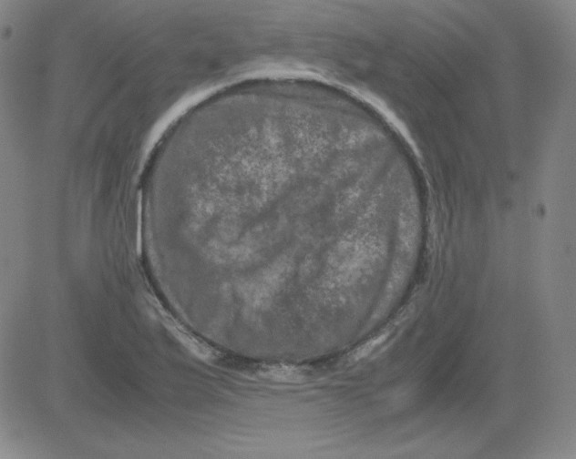 X0000081491175200702021915