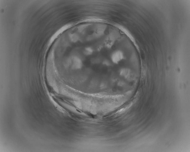 X0000081491245200702021915