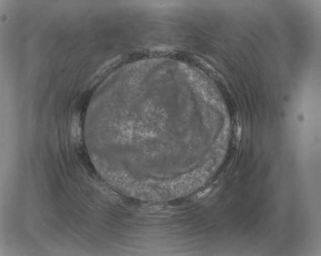 X0000081491252200702021914